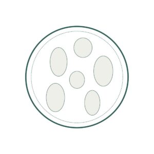 Circular petri dish showing seven light-gray oval cells inside.